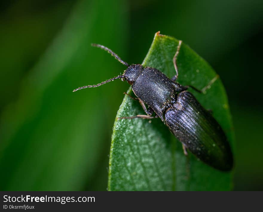 Black Bug On Leaf