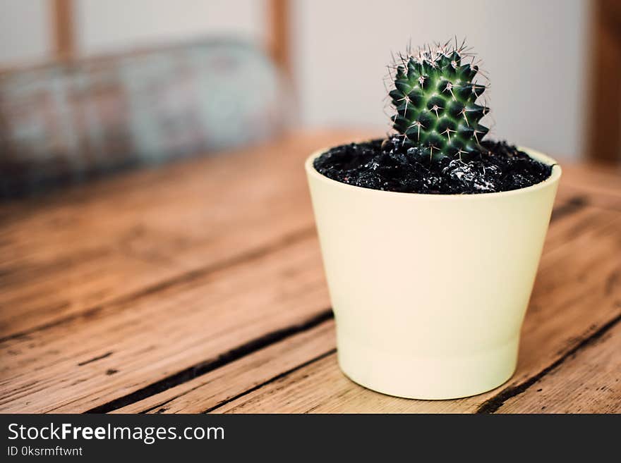 Green Potted Cactus