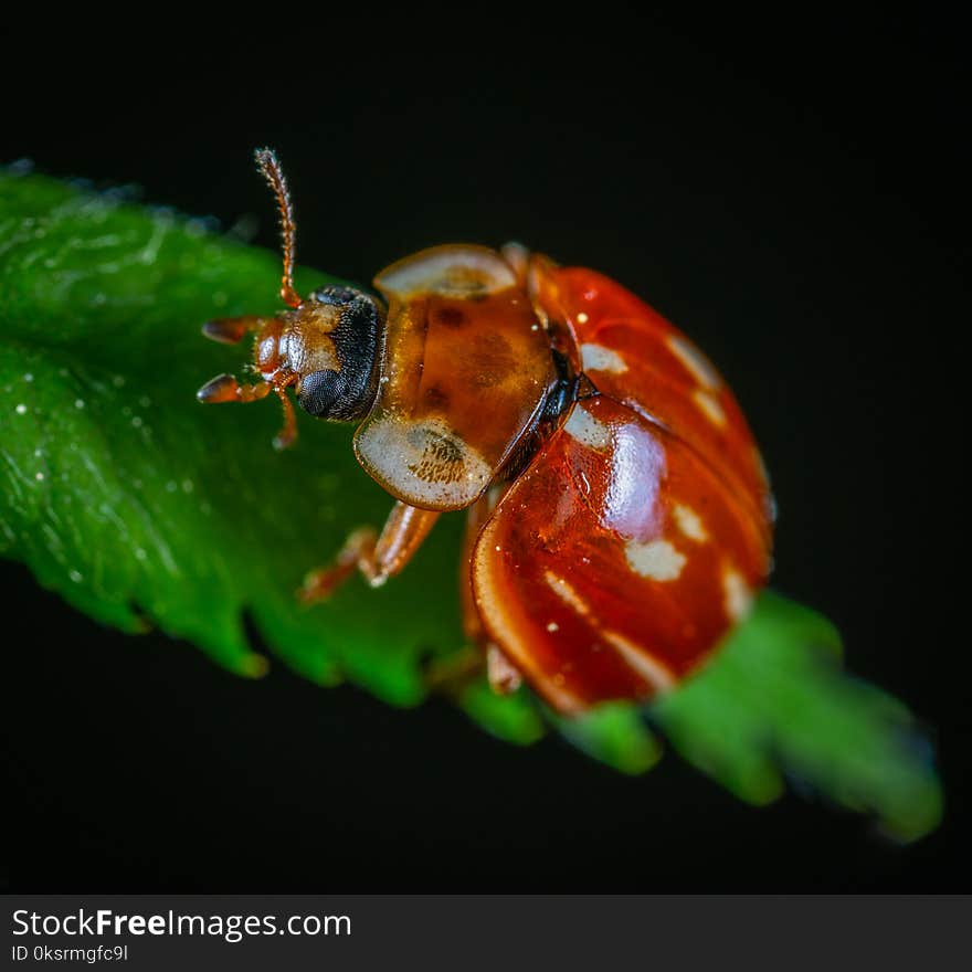 Bug In Close-up Photography