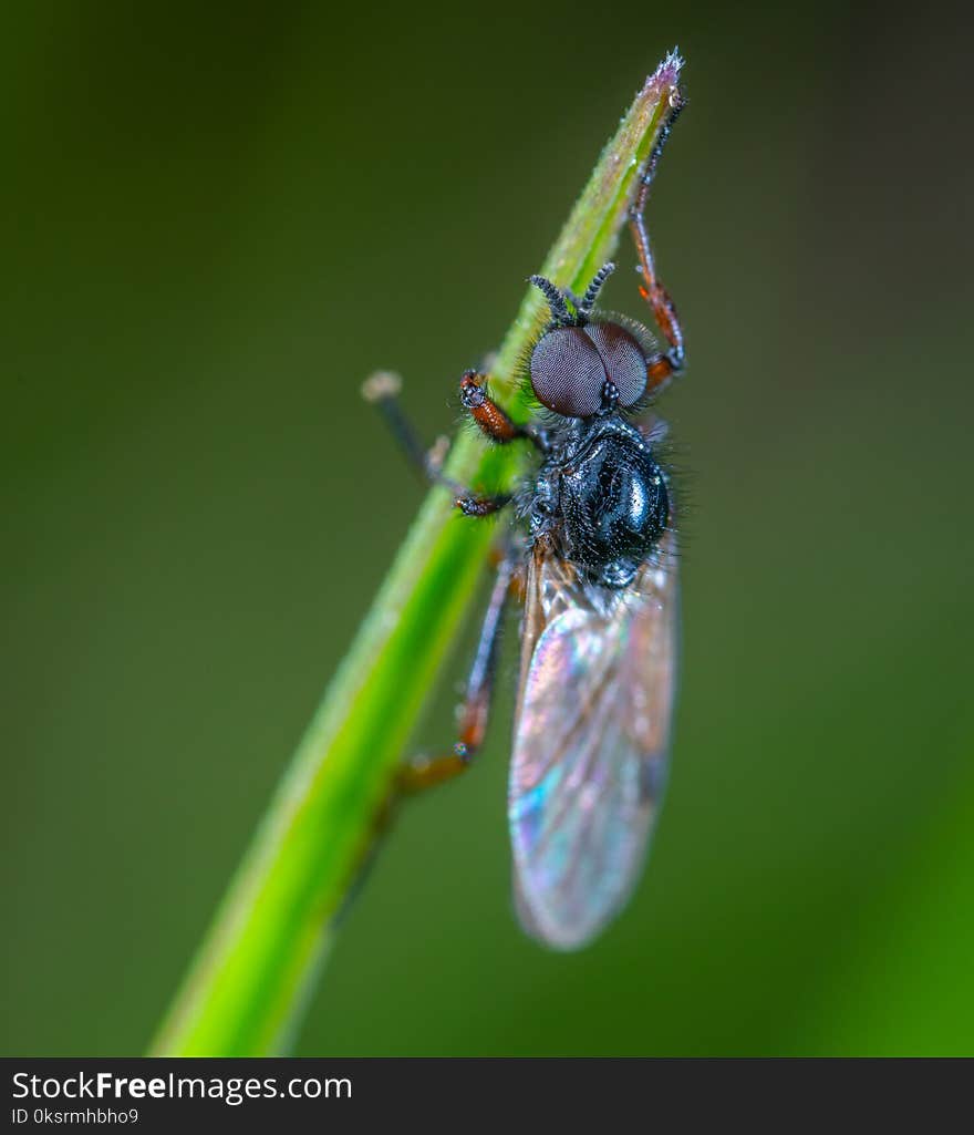 Black Fly Close-up Photography