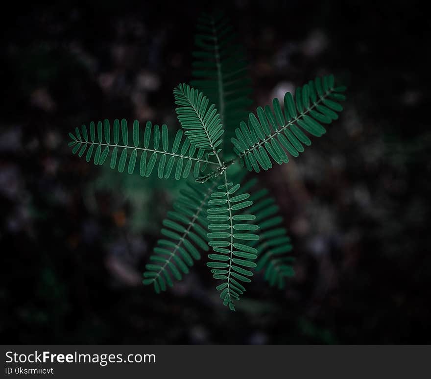 Selective Focus Photography of Green Leafy Plant