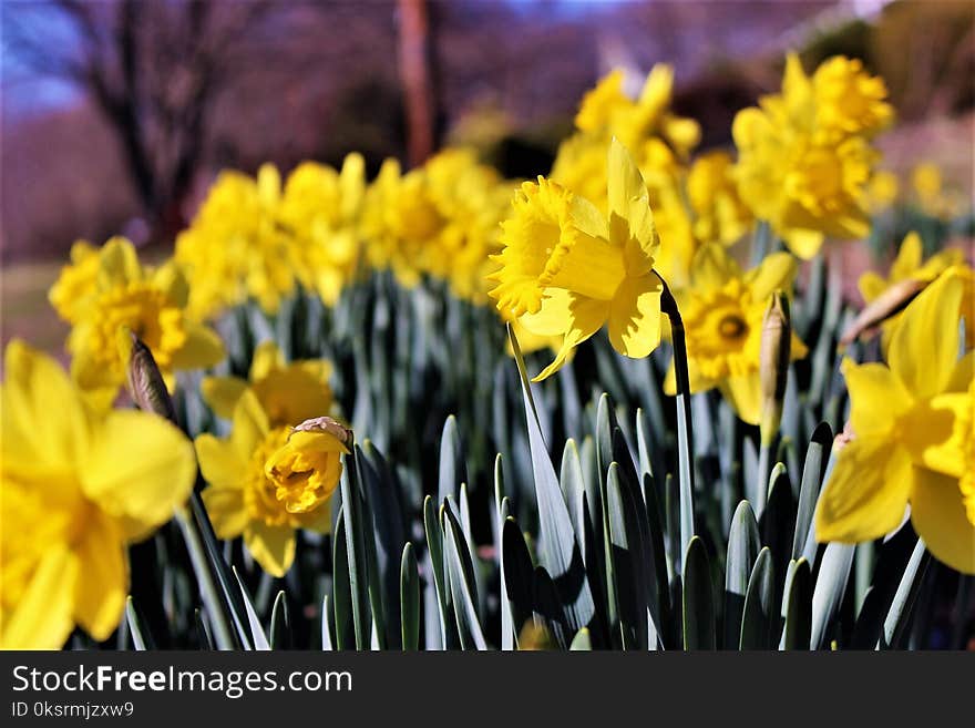 Selective Photography of Yellow Petaled Flowers