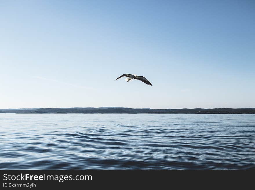 Low Angle Photography of Bird Flying Above Ocean