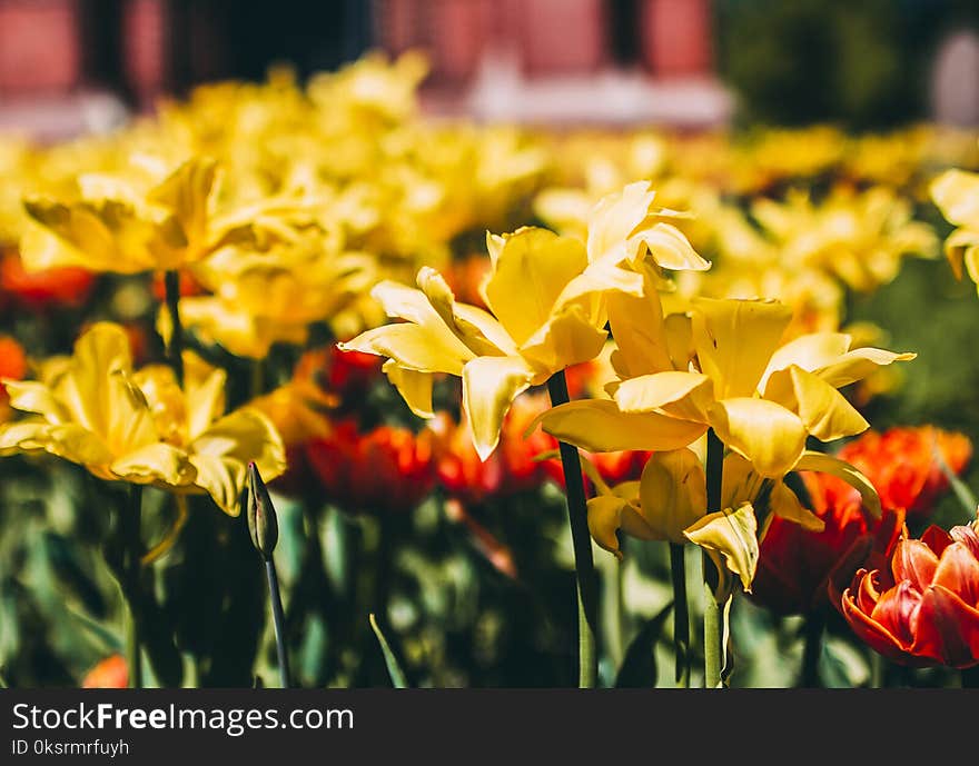 Shallow Focus Photography of Yellow Flowers