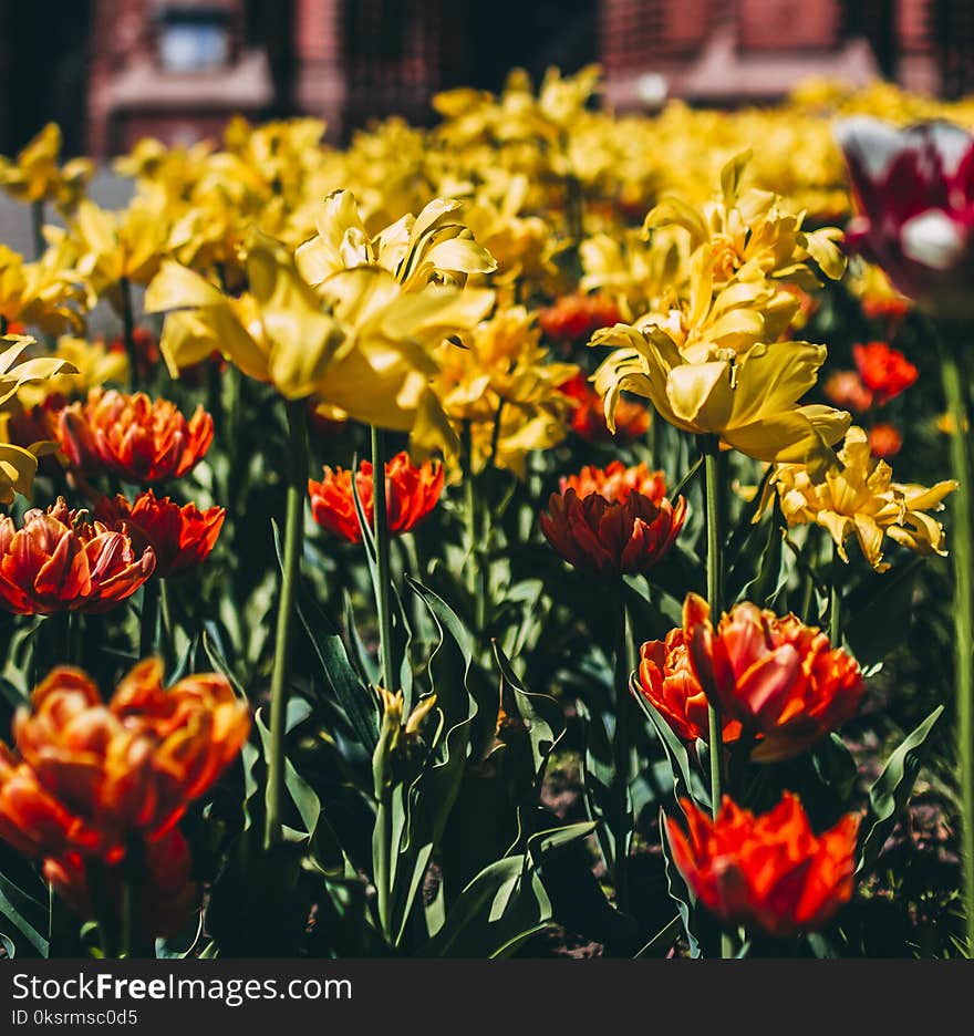 Photography of Yellow-and-orange Flowers