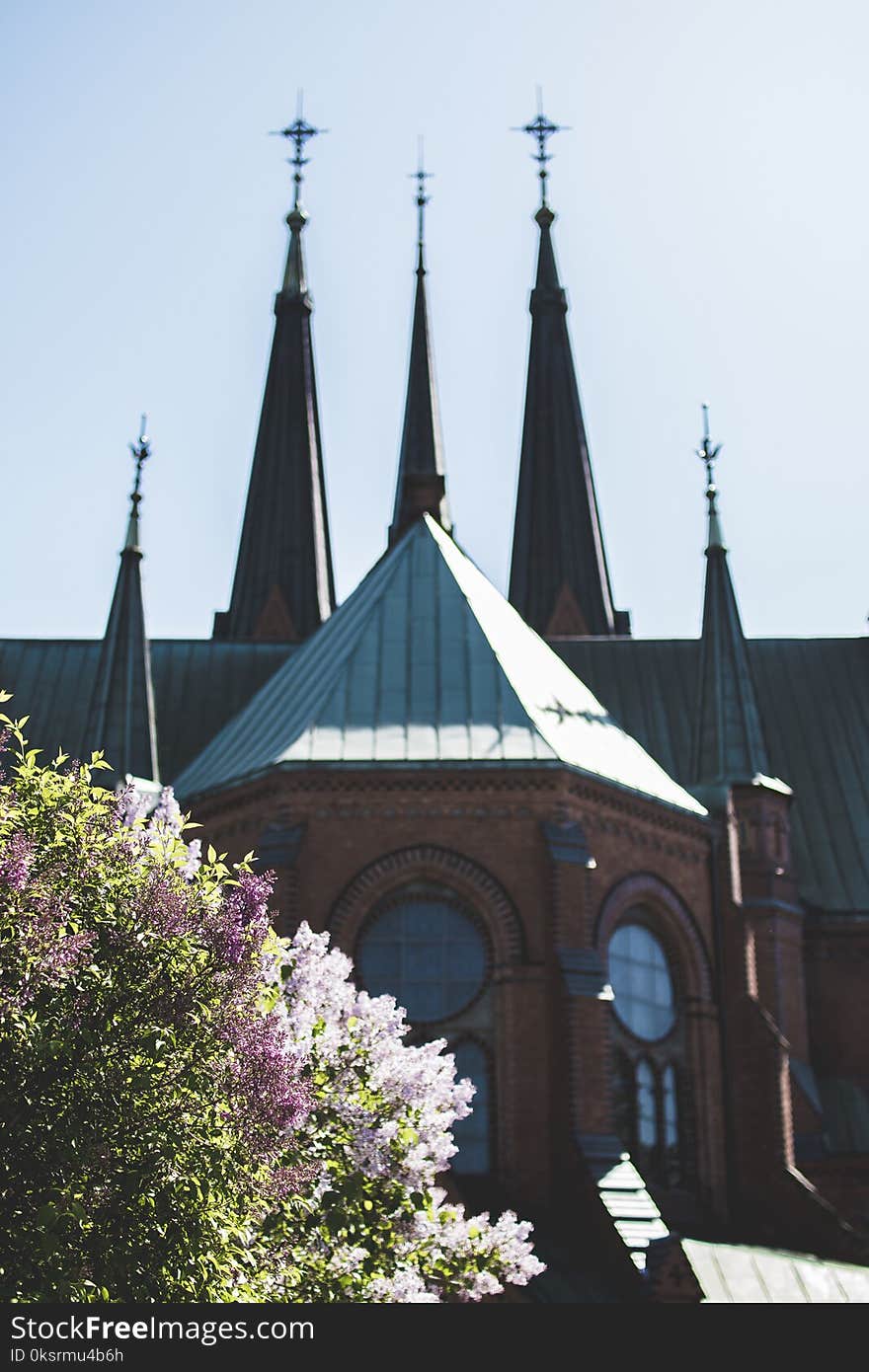 Grey and Brown Concrete Cathedral Beside White Flowering Plant