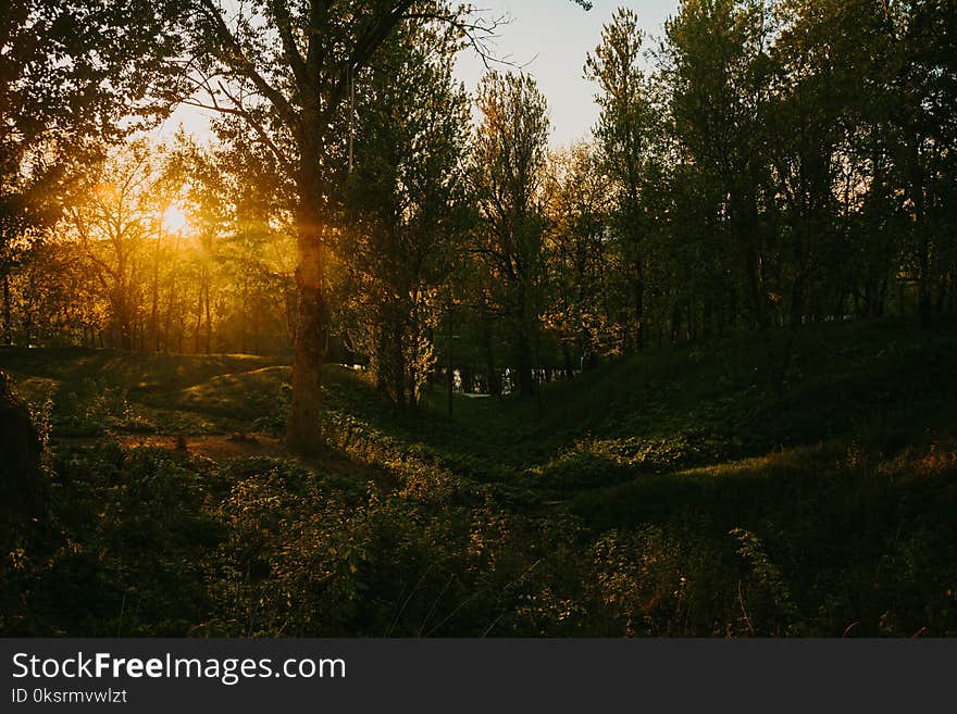 Silhouette Of Trees