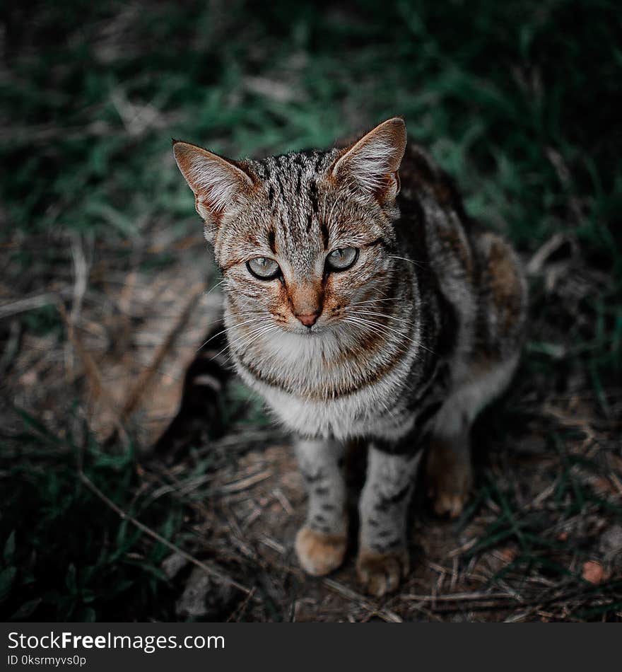 Shallow Focus Photography of Brown, Black, and Gray Tabby Cat