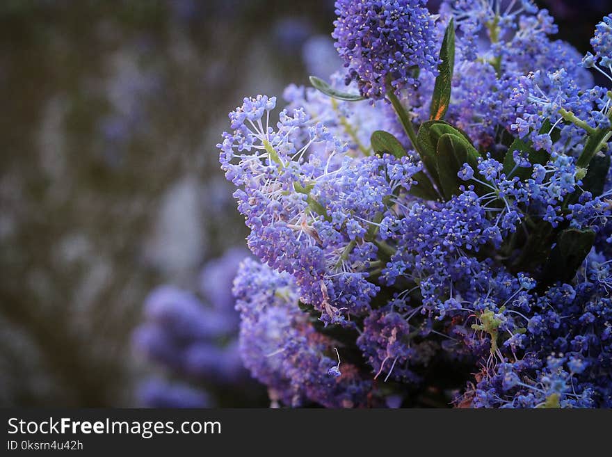 Selective Focus Photography of Purple Petaled Fowers