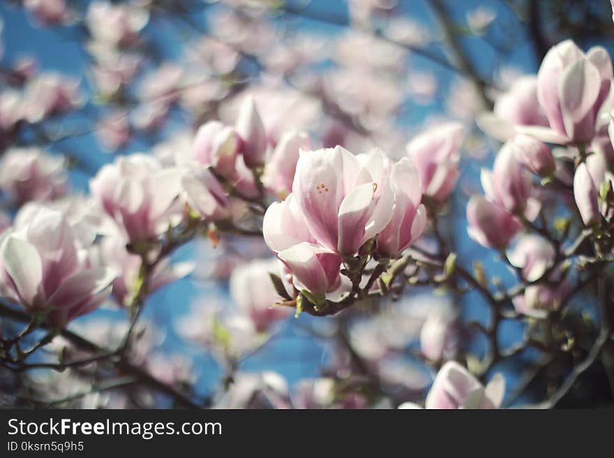 Selective Focus Photo of White-and-pink Petaled Flowers