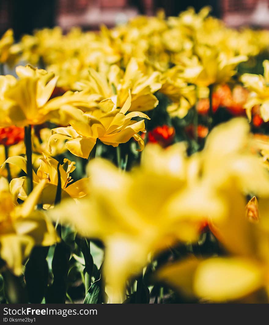 Bed Of Yellow Petal Flower