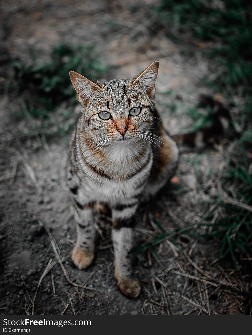 Selective Focus Photography of Brown Tabby Cat