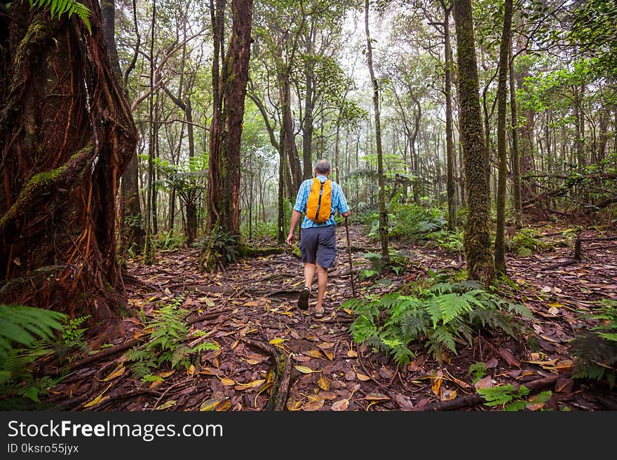 Hiker on the trail in green jungle, Hawaii, USA. Hiker on the trail in green jungle, Hawaii, USA