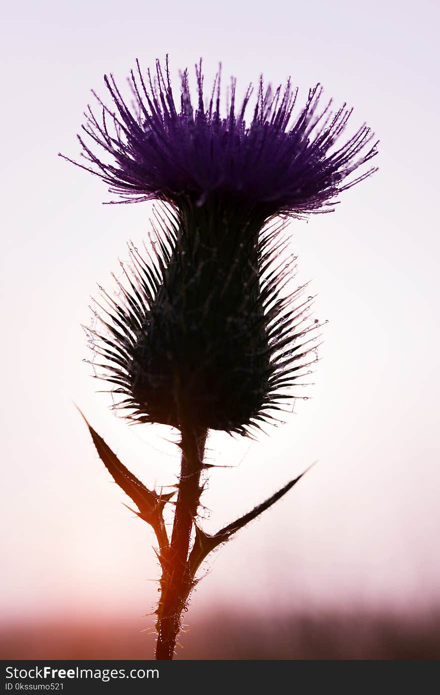 Dew drops on thistle flower at sunset. Dew drops on thistle flower at sunset.