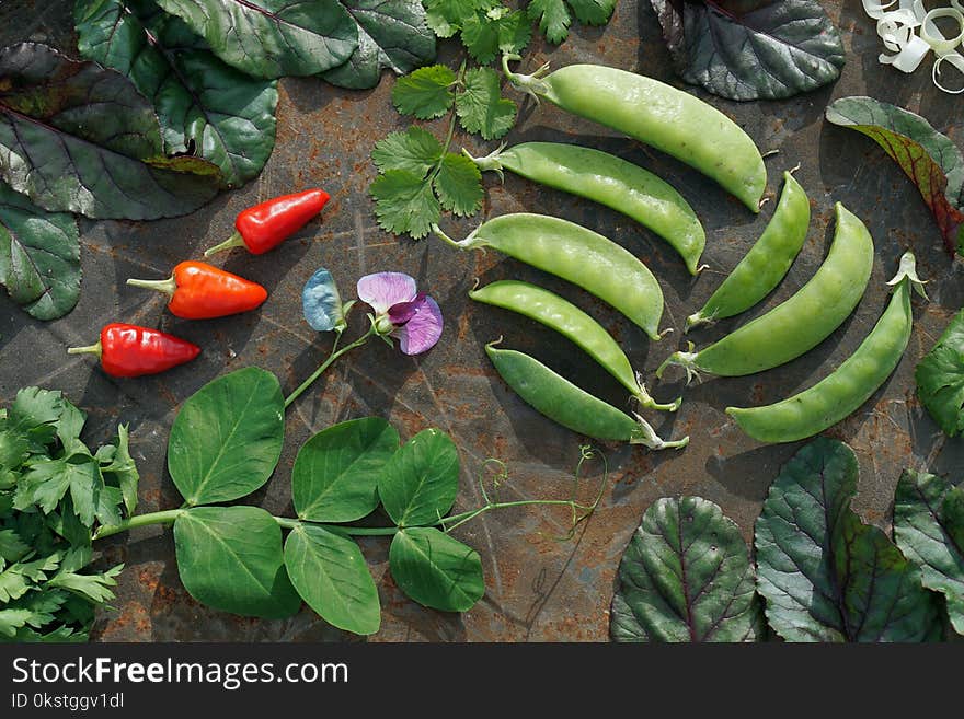 Young green pod and flower of pea, mangold, parsley, corian