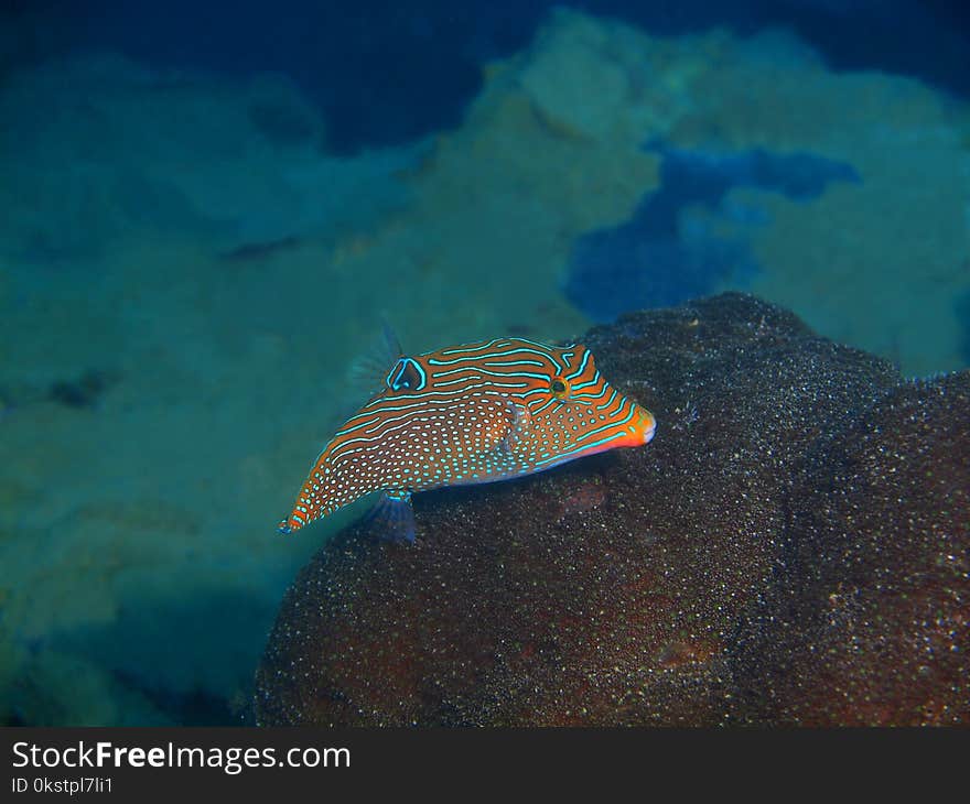 Boxfish