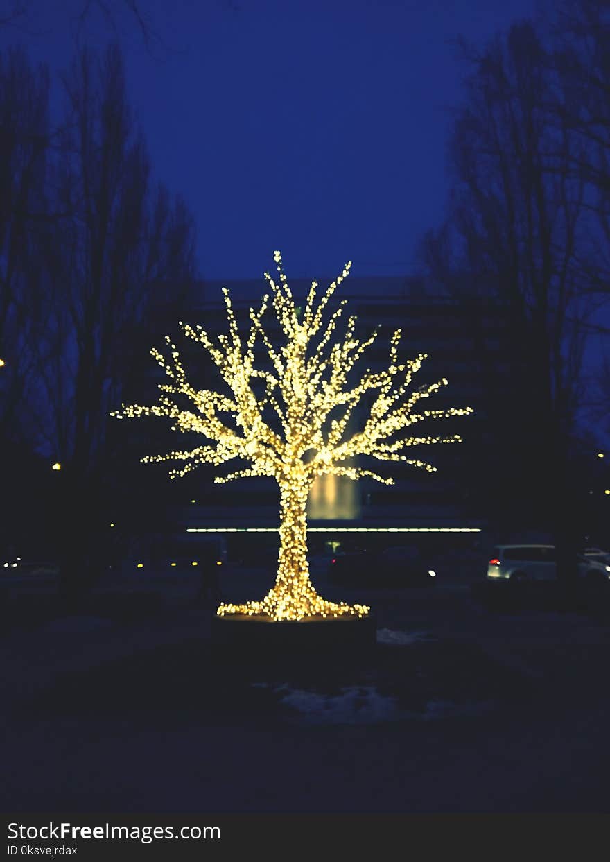 Shiny tree at night. Shiny tree at night.