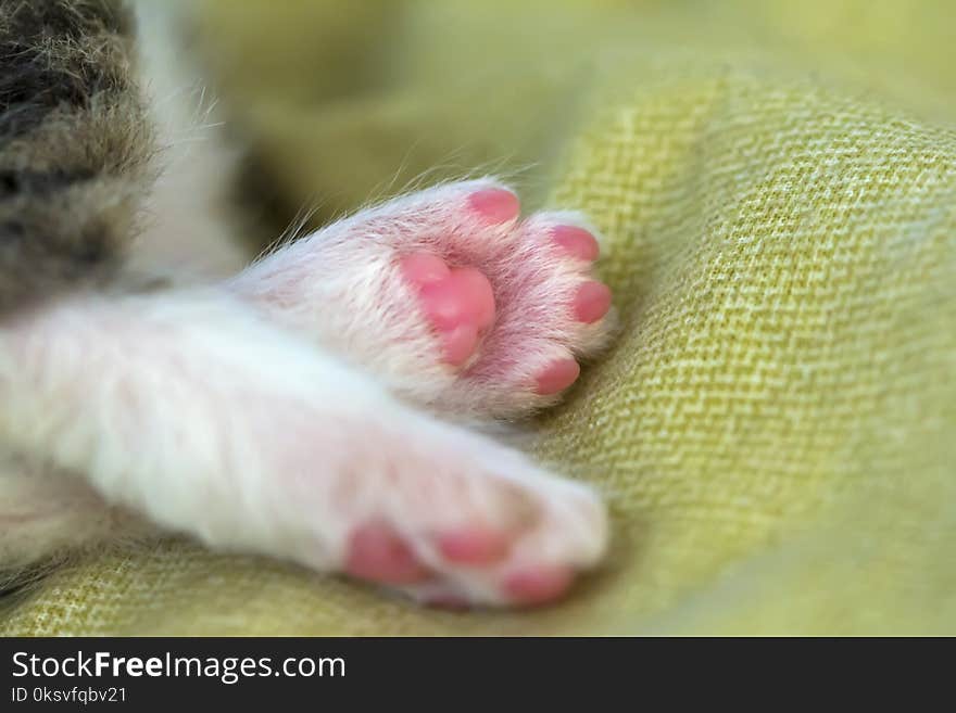 Legs of a little kitten. A gentle scene with pink pads of a pet.