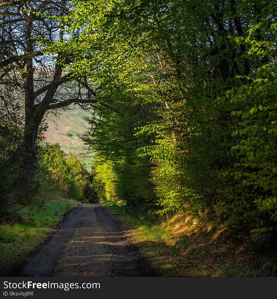 A Green Road Or Path Through The Woods