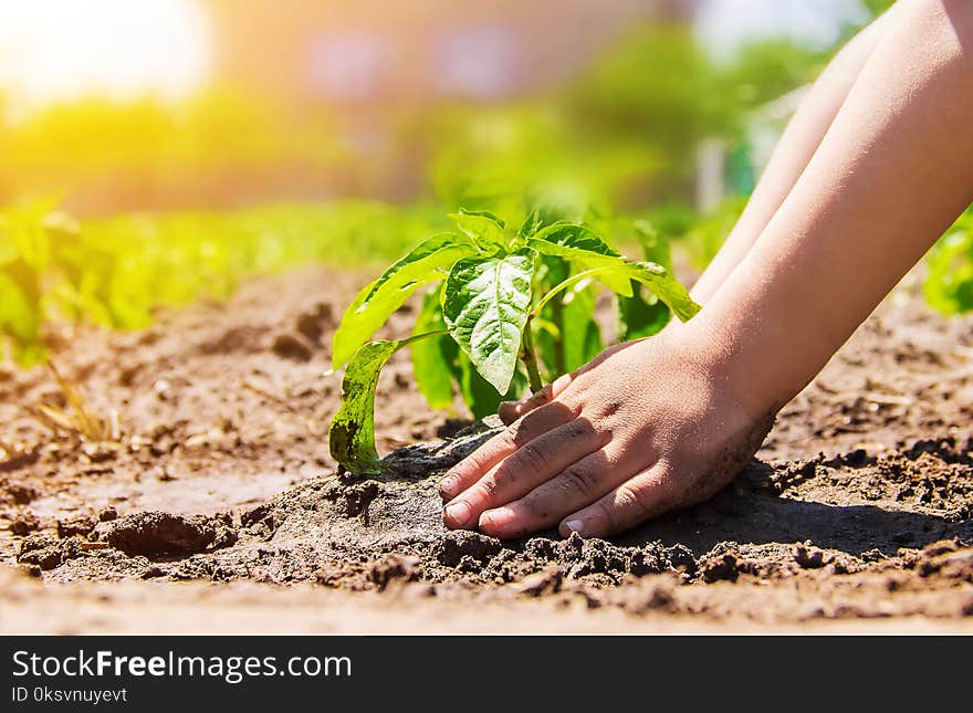 A child plants a plant in the garden. Selective focus.