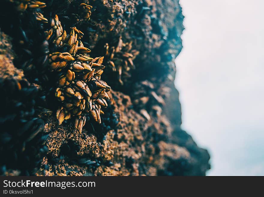 Barnacles on the stones of the beach of Las Catedrales, Lugo, Spain