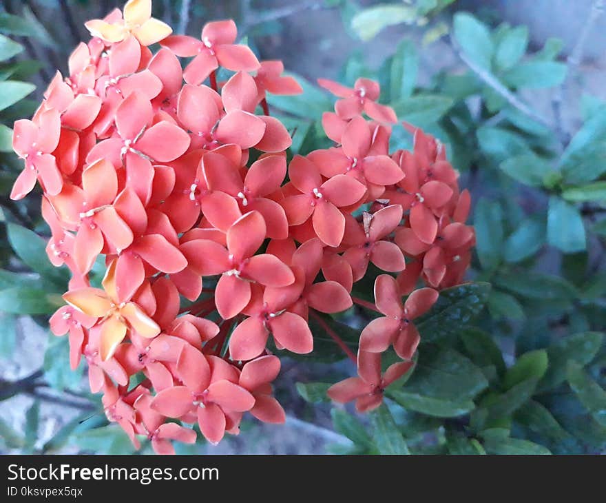 Red flower bloom