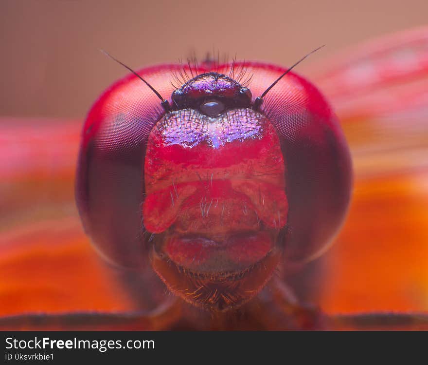 Extreme macro shot eye of Zygoptera dragonfly in wild.