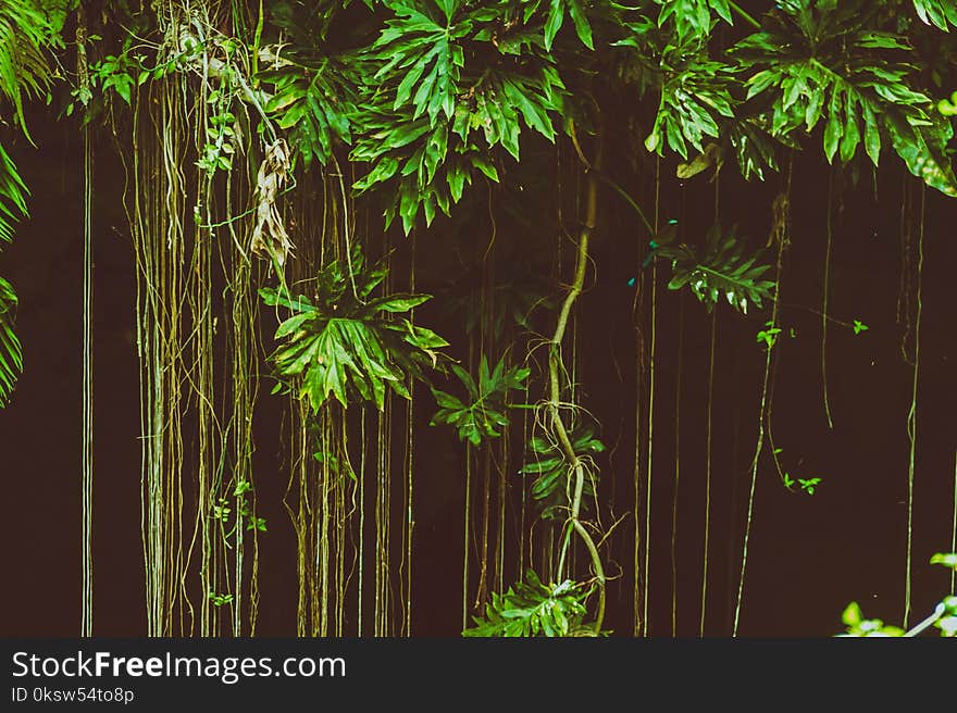 Moody image of a tropical jungle. Moody image of a tropical jungle