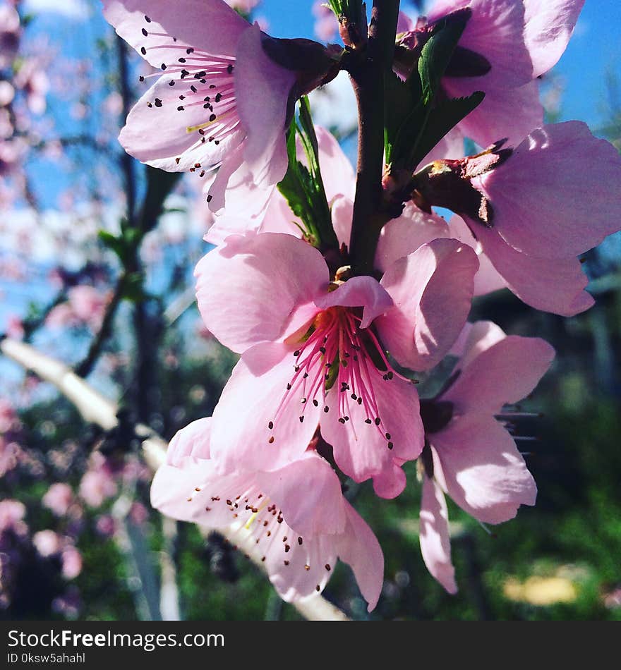 peach tree blossoms in spring.