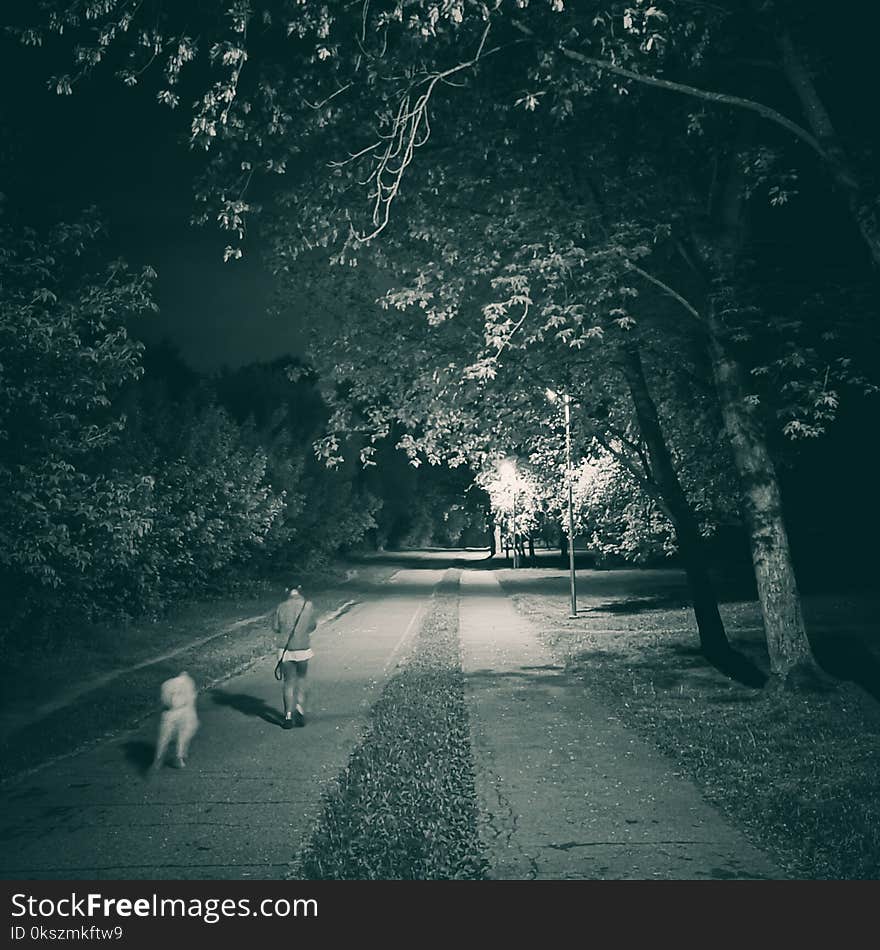 Night walk with dog