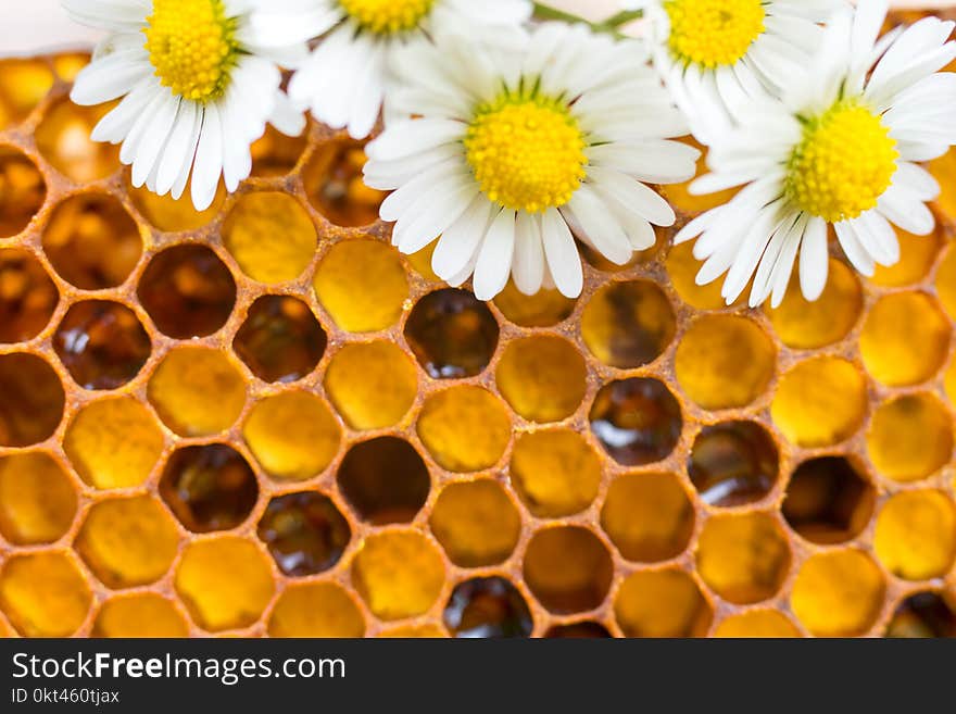 Honeycombs with honey. Natural background. Nectar Apiculture. Honeycombs with honey. Natural background. Nectar Apiculture