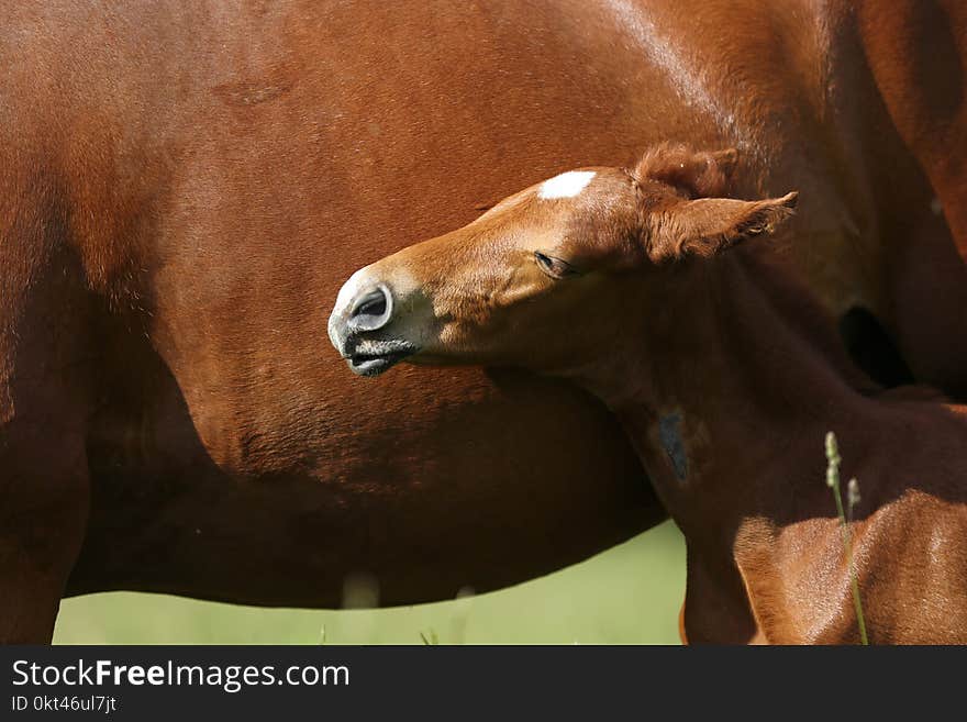 Little foal enjoy sunbathing after breastfeeding summer time. Little foal enjoy sunbathing after breastfeeding summer time