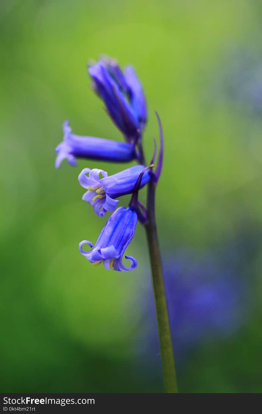 Single bluebell