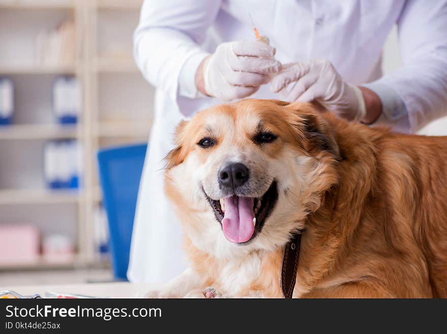 The doctor examining golden retriever dog in vet clinic