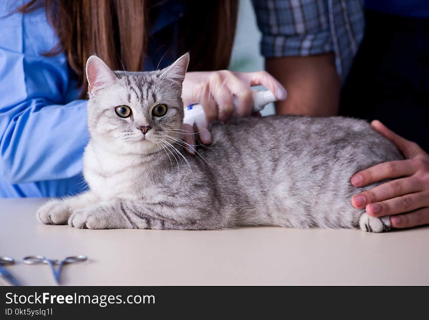 The cat being examining in vet clinic