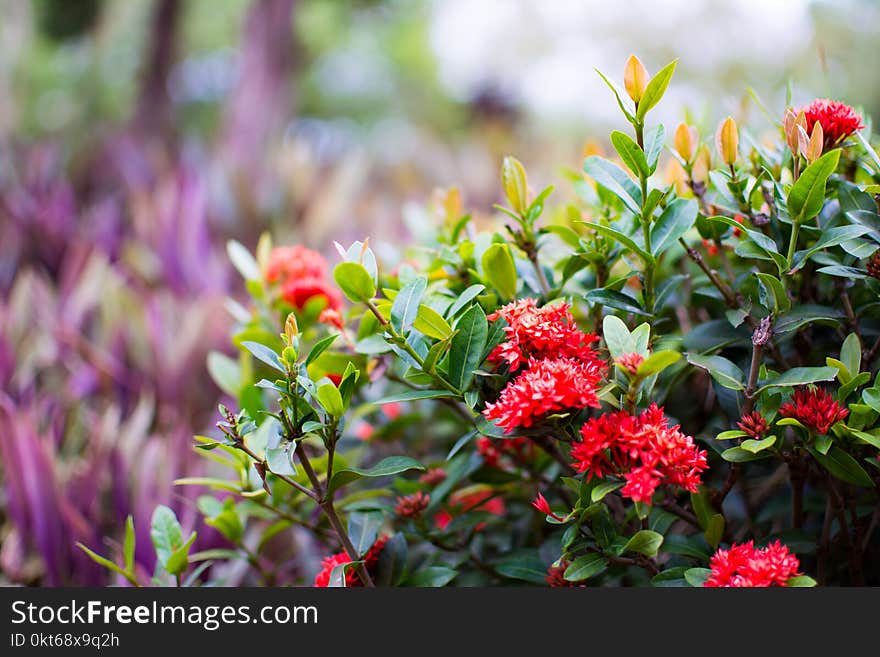 Red West Indian Jasmine or Ixora, small red flower with green leaves