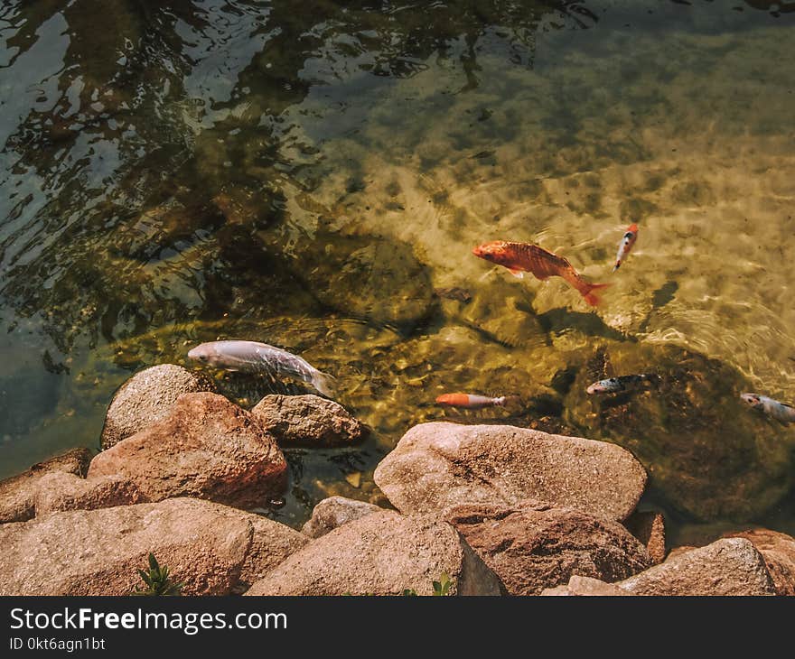 Beautiful lake filled with fish and life on a sunny day in São Paulo. Beautiful lake filled with fish and life on a sunny day in São Paulo.