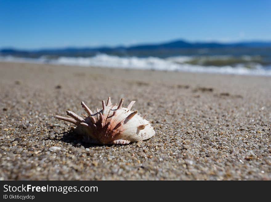 A beautiful image of a shell in a Cacupé Beach in a sunny day