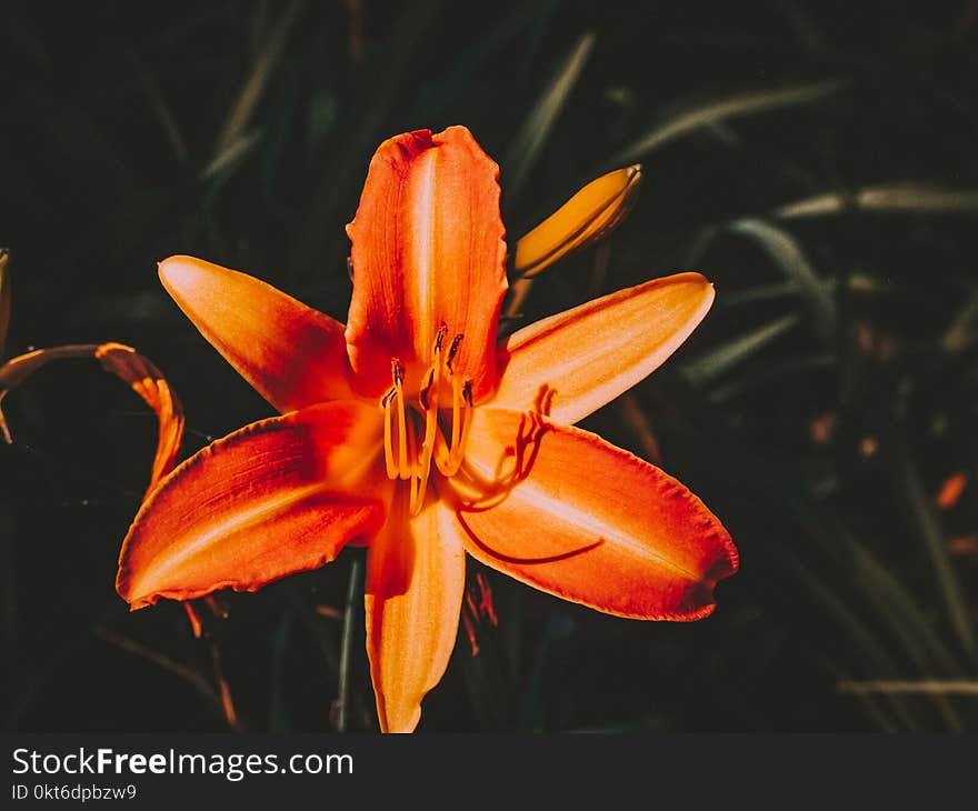 Beautiful flower seen from close up by a macro lens.