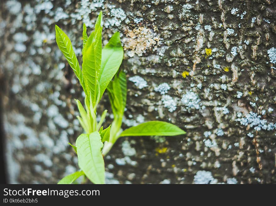 Branch with new leaves in the garden