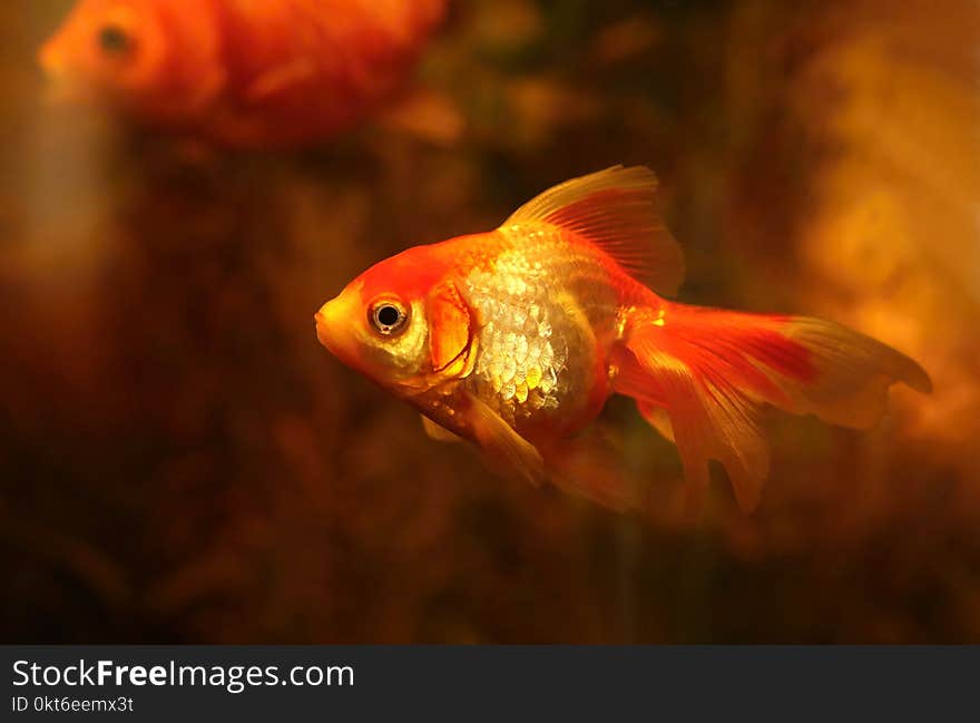 Beautiful goldfish in aquarium swimming