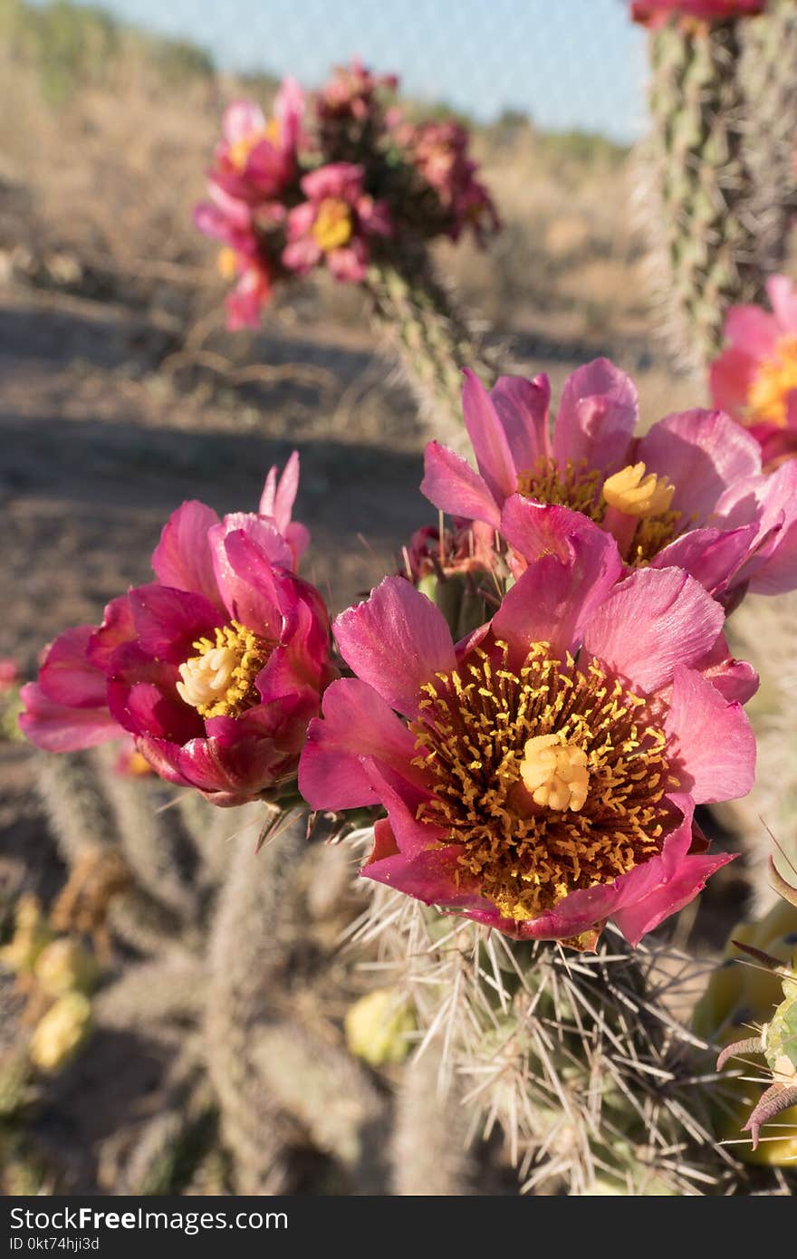 Vertical of a red Cholla cactus flower.