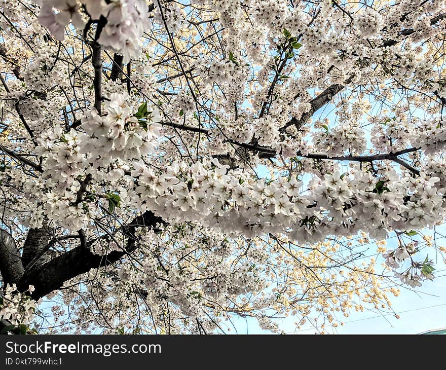 White Petal Tree