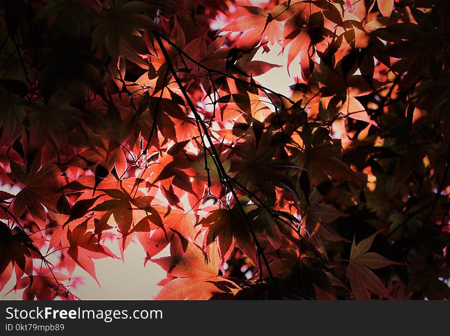 Photo of Leafy Tree