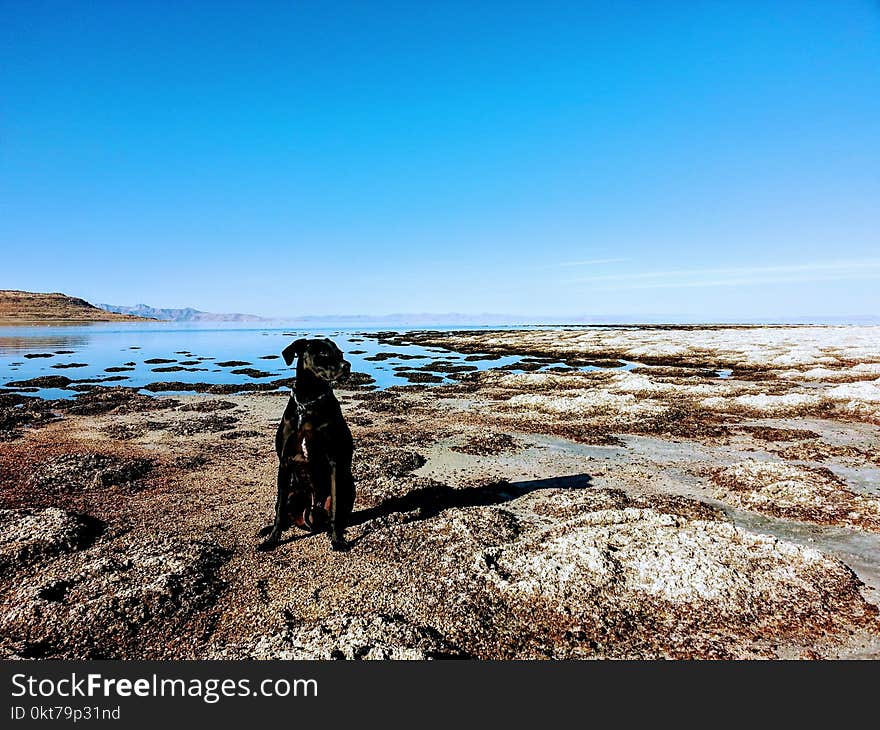 Dog Sitting in the Shore