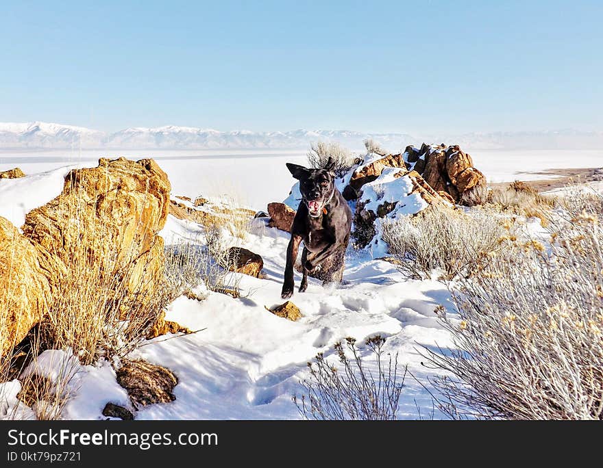 Black Dog Running on Snow Covered Field