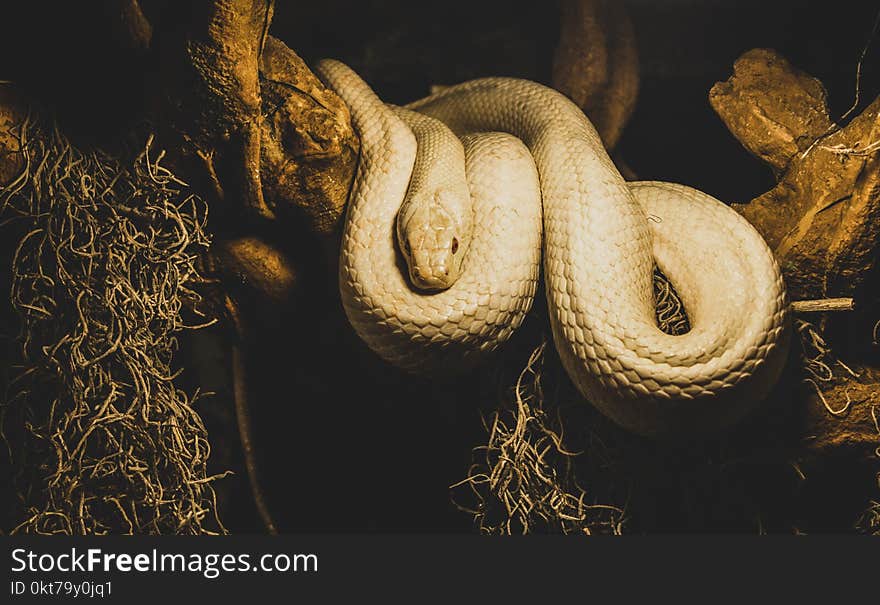 Beige Python on Brown Branch of Tree