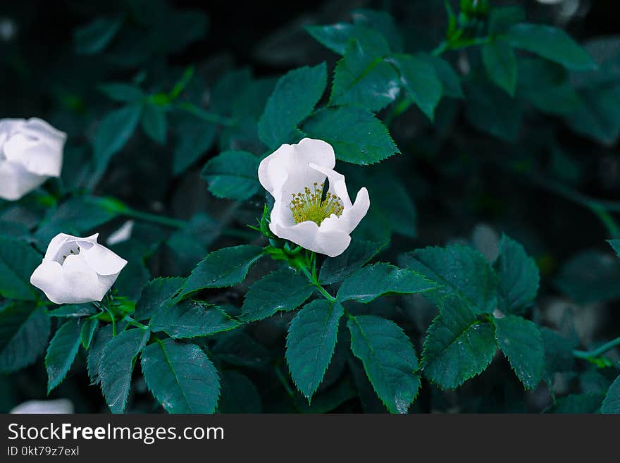 Shallow Focus Photography of White Flowers