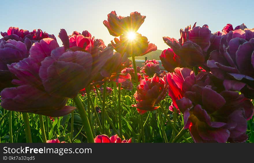 Red Flower Fields