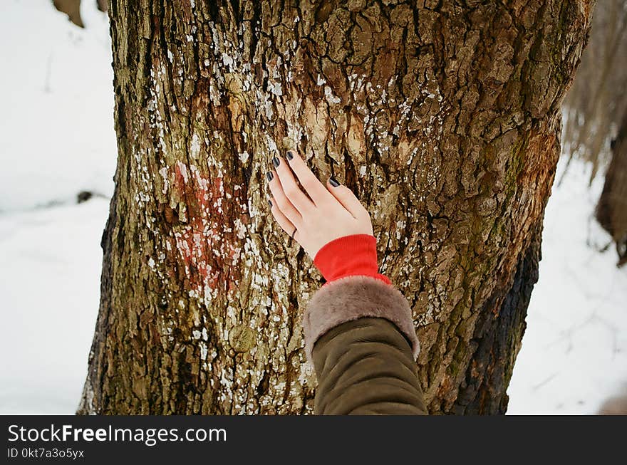 Person Holding Brown Tree Bark at Daytime